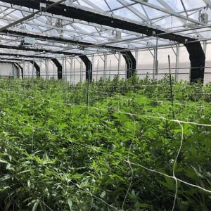 Wholesale Herb Growing Automatic Blackout Greenhouse Light Dep 100% Shading PE Covering from china suppliers
