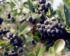 Black Chokeberry Extract Anthocyandins 10%,25% Dark violet fine powder anti