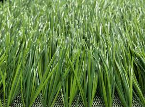 Wholesale Wear Resistant Outdoor Pet Friendly Artificial Grass Football Field Plastic Green from china suppliers