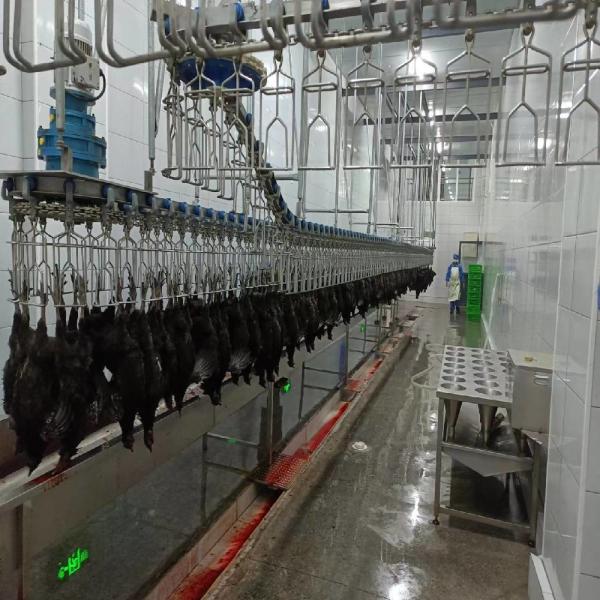 3400KG Halal Poultry Slaughterhouse Equipment Turkey Duck Broiler Chicken