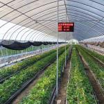 Polytunnel Plastic Tunnel Single Span Agricultural Greenhouse for Customized