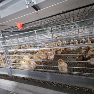 China Floor Saving Meat Broiler Chicken Cage For Chicken Farm on sale