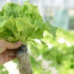 JX-A0038 Multi Span Plastic Film Greenhouse for Garden Products at in US