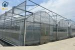 Large Scale Farming Multi Span Film Greenhouse Customizable For crop cultivation