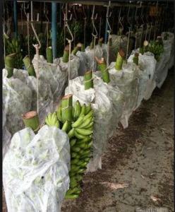Wholesale Hobby Gardening Agriculture Non Woven Fabric 320cm Width Anti Mildew from china suppliers