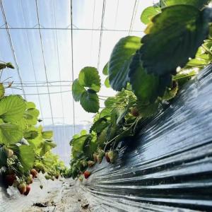 Wholesale Optimize Growth with Sunlight and Spray Irrigation Flower Planting Greenhouse from china suppliers