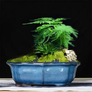 China Glazed Bonsai 30x23x10cm Blue Ceramic Indoor Plant Pots on sale