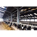 Customized Color Light Steel Structure Goat Farm House Sheep Shed Cattle Farm