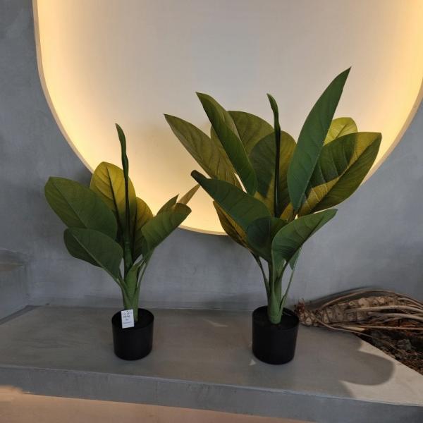 Long Lasting Plastic Material Artificial Plants 70cm Artificial Dieffenbachia