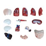 3d 26cm Mini 15 Parts ODM Human Body Torso Model
