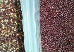 RGB Camera CCD Beans Color Sorter 10 Chutes 640 Channels