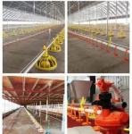 Poultry Chicken Duck Goose Automatic Drinking System, Water Fountain Drinking