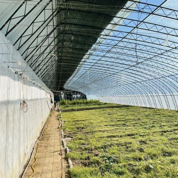 Drip Irrigation Steel Structure Greenhouse for Vegetable and Flower Planting JX
