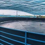 Direct 0.5mm Eco-Friendly HDPE Plastic Geomembrane for Fish Pond Roll Length 50