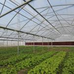 Durable Aluminum Alloy Skeleton Tropical Poly Tunnel Film Sawtooth Greenhouse
