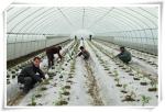 3m High Agricultural Poly Tunnel Greenhouse Transparent Colour Customizable