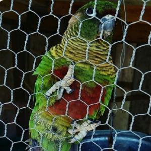Wholesale Bwg 18-22 Reverse Twist Rabbit Galvanized Hexagonal Wire Mesh from china suppliers