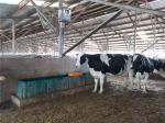 Cow Frost Proof Thermal 98KG Cattle Water Drinkers 560mm Heated Water Trough
