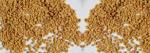 Fenugreek Seeds Color Sorter Fenugreek Seed Processing Machine Fenugreek Seeds