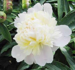 Wholesale 100% natural Paeoniflorin Paeonia lactiflora Extract from china suppliers