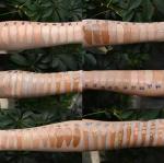 100 Shades Foundation Lightweight Organic Vegan Makeup Foundation Customize