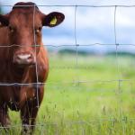 Pressure Treated Wood Type Heat Treated Metal Farm Fence for Cattle Rail Field