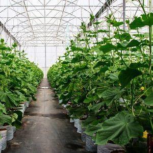 Double-Arch Pepper and Flower Hydroponic Greenhouse with Multi Span Roofing