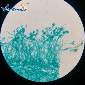 Wholesale Bioresearch Prepared 15pcs Microscope Glass Slides from china suppliers