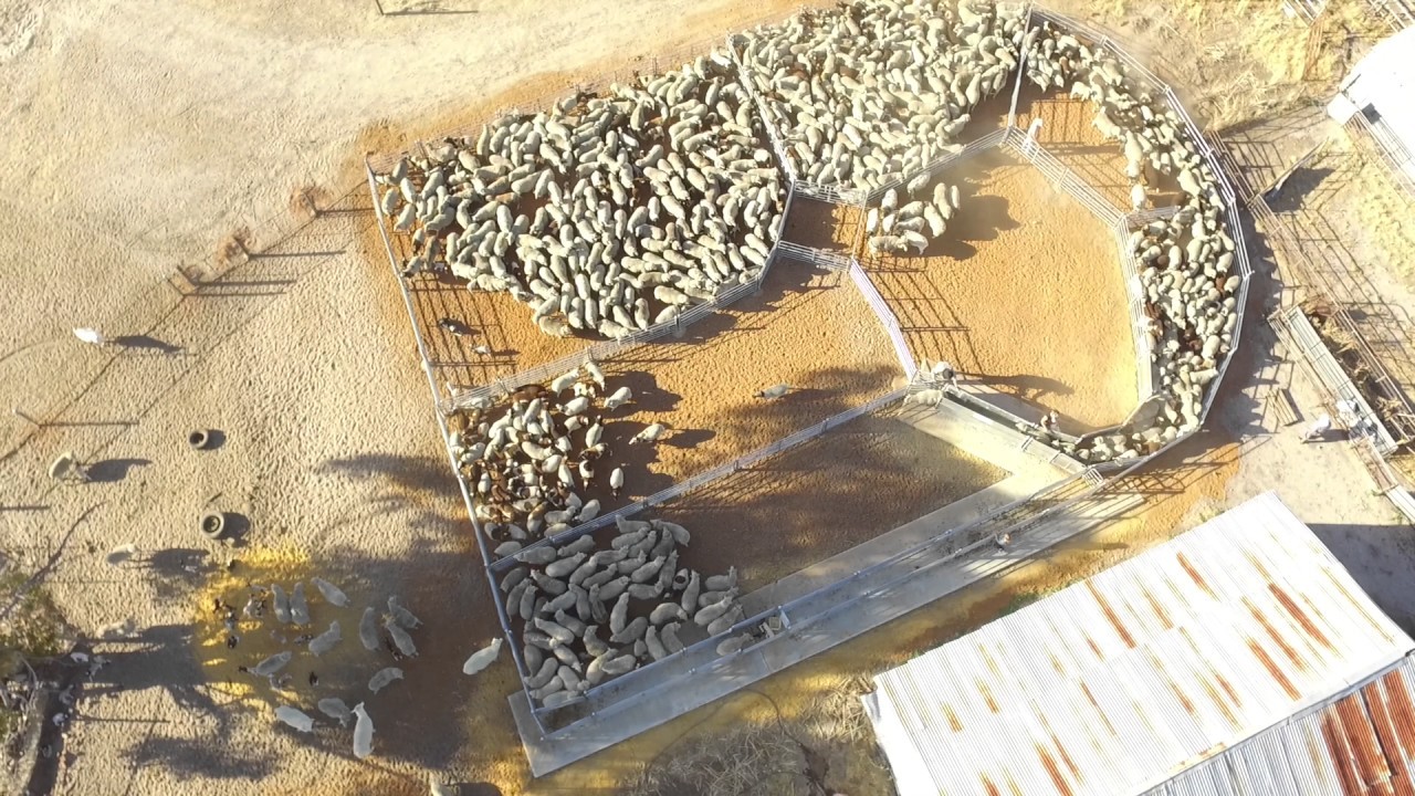 200 Head Sheep Yard Panels Pre Hot Dip Galvanized Strong Permanent