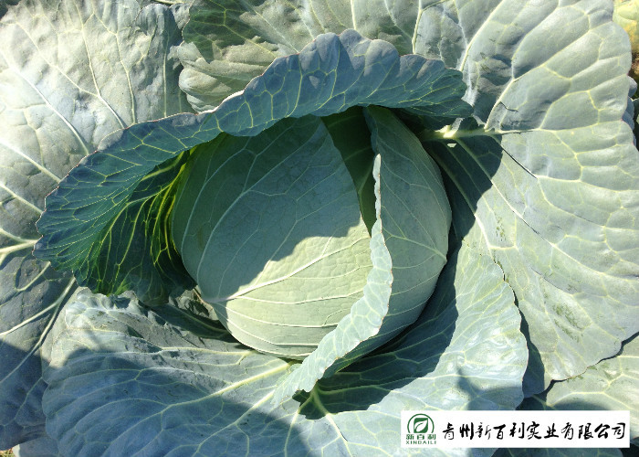 Clean Healthy Fresh Green Cabbage Own Plantation Supply To Supermarket