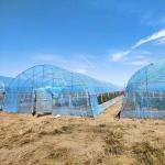 8m 9m 10m Plastic Polytunnel Greenhouse Agriculture Growing Vegetable Flower