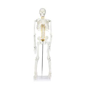 Wholesale 85cm Disarticulated Educational Skeleton Model For Medical Teaching from china suppliers