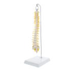 Compact Medical Plastic Simulation 3kgs Vertebral Column Model 80cm