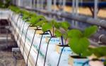 Dropping System Multi Span Greenhouse , PE Diy Hydroponic Greenhouse Gutter