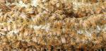 Pure Yellow Organic Beeswax Blocks Grade A Bees Products