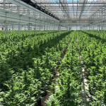 US Market Blackout Light Deprivation Tunnel Greenhouse Agriculture Single-Span