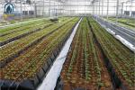 Hydroponic Plant Growth Planting Trough PP Roll Within 0.7mm Thickness