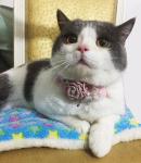 Sweet Custom Pet Collars / Flower Cat Collar Personalized Customized Logo