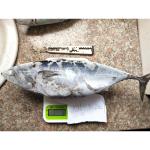 Frozen Sea Tuna Auxis Thazard Sale New Landing 1kg Up Frozen Bonito Fish