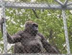 Stainless Steel Wire Rope Cable Mesh for gibbon