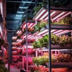 Container Greenhouse Vegetable House for Shipping Cost and Estimated Delivery