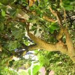 Height 300cm Artificial Realistic Fake Trees , Realistic Fake Trees All Season