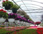 Multi-Span Single-Pan Hydroponic Tomato Cultivation Greenhouse for Aquaculture