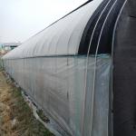 Maximize Mushroom Production with Customizable Single-Span Agricultural
