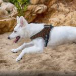 Escape Proof Safety Buckle 23.5" Chest No Pull Dog Harness