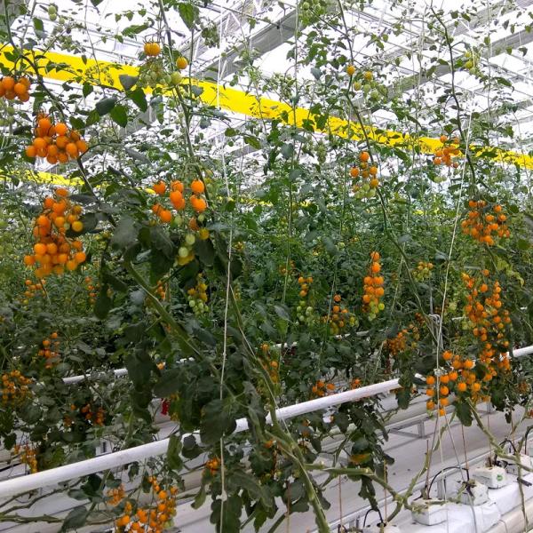 Strong And Flexible Tomato Twine For Easy Plant Support And Training UV