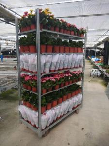 China Grow Seeding HDG Danish Flower Trolley W565mm House Plant Shelves on sale