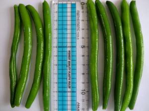 China IQF Frozen Green Beans S , M Size on sale