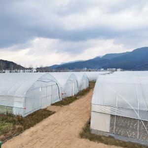 China Irrigation System Productive Single-span greenhouses Agriculture Green House For Sale on sale