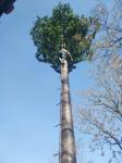 Mobile Artificial 50m Self Supporting Antenna Mast